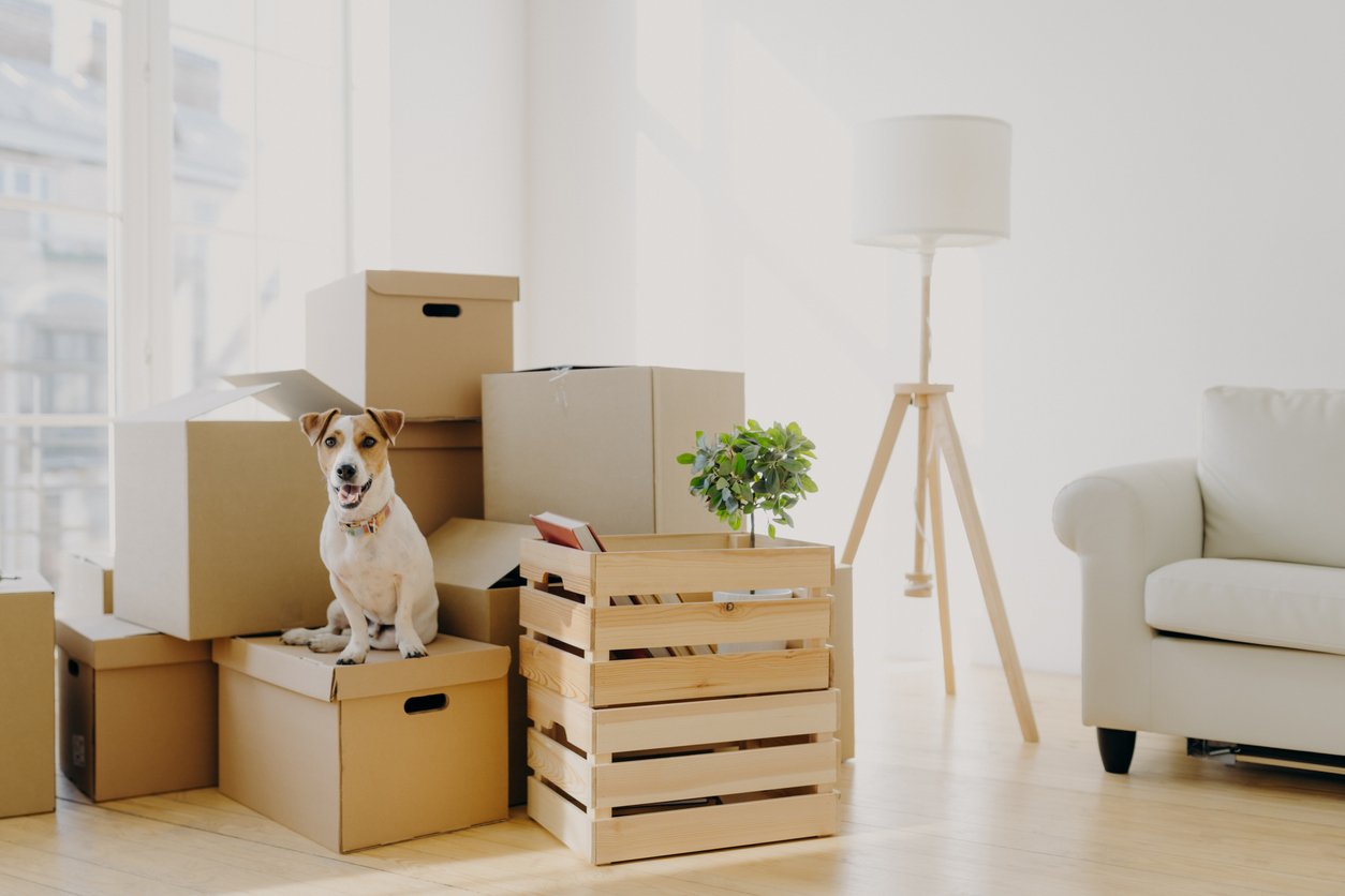 Photo of pedigree cute dog poses on pile of cardboard boxes with owner belongings, relocate in new flat, empty room with white walls, lamp and sofa, big window. 