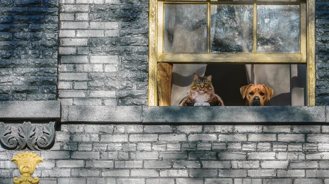 cat-dog-window.jpg