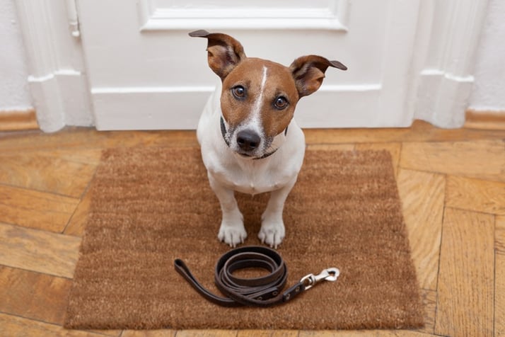 dog with leash in an apartment waiting for a walk 