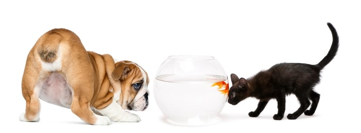 puppy, fish bowl and cat. which pet is right for your apartment