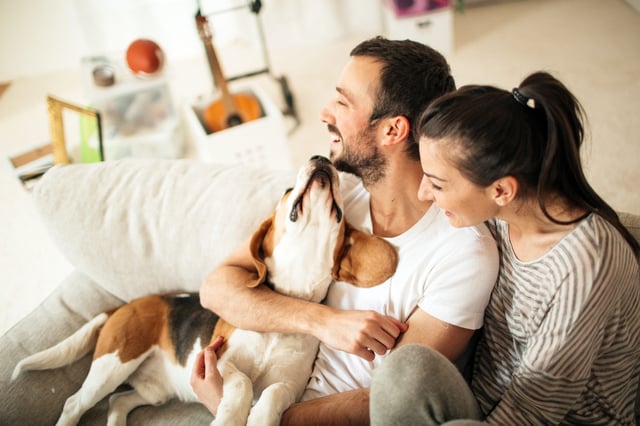 tenants-dog-apartment