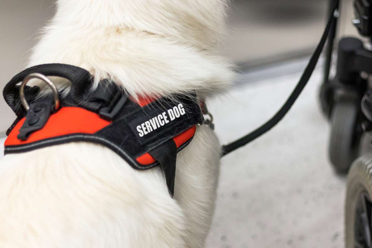 A service dog wearing a red vest with the words service dog on it