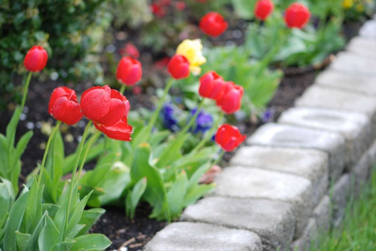 Multicolored tulips in a landscaped garden, curb appeal concept