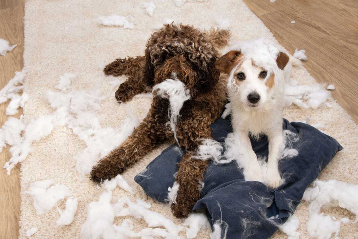 Two dogs tearing up a pillow, pet damages concept